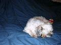 2003_08_03_001.jpg